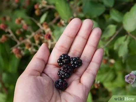 Выжить в лесу без охоты Шаг 5 Пуля 2