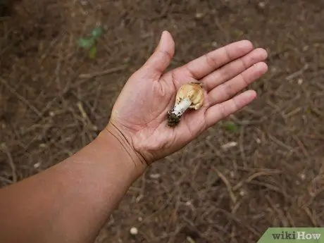 Выжить в лесу без охоты Шаг 6