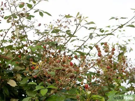 Выжить в лесу без охоты Шаг 7