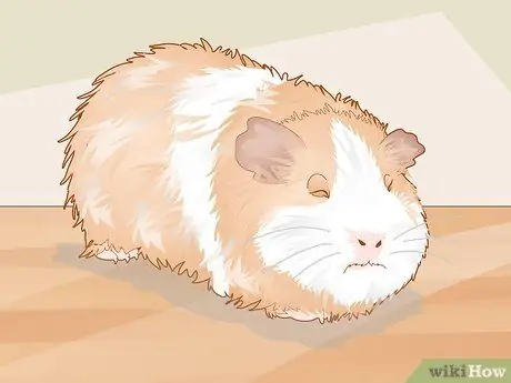 Уход за морской свинкой с ушной инфекцией Шаг 1