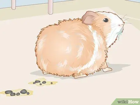 Уход за морской свинкой с ушной инфекцией Шаг 10