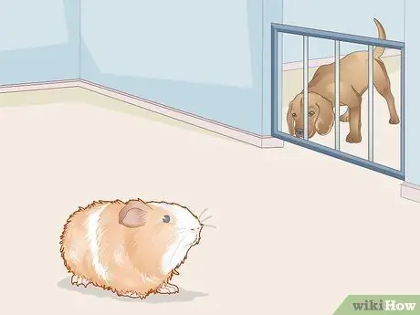 Уход за морской свинкой с ушной инфекцией Шаг 13