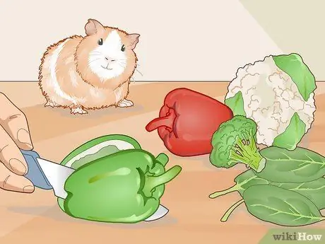 Уход за морской свинкой с ушной инфекцией Шаг 14