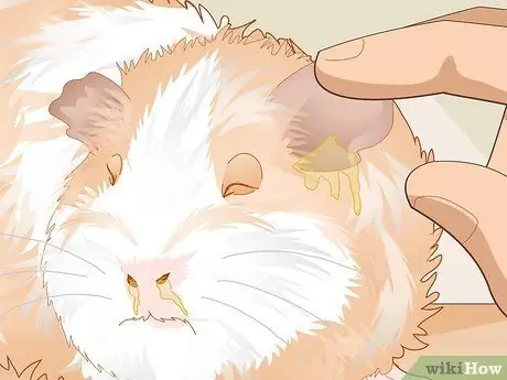 Уход за морской свинкой с ушной инфекцией Шаг 2