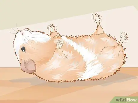 Уход за морской свинкой с ушной инфекцией Шаг 3