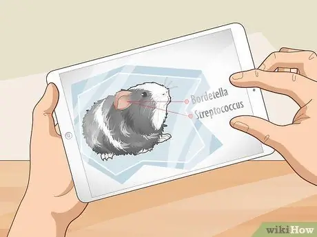 Уход за морской свинкой с ушной инфекцией Шаг 4