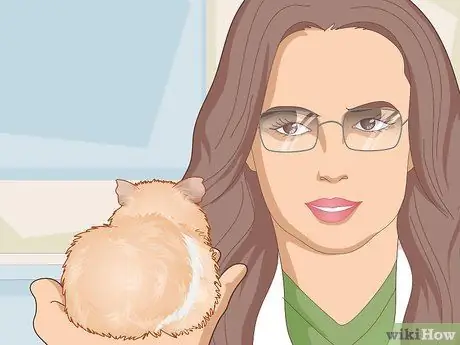 Уход за морской свинкой с ушной инфекцией Шаг 5