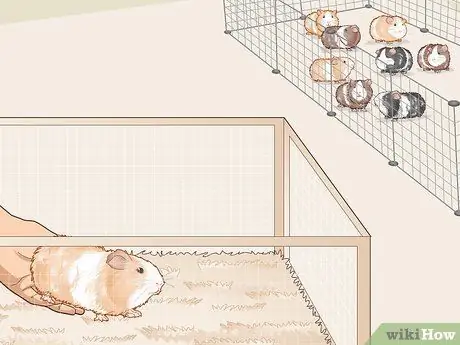 Уход за морской свинкой с ушной инфекцией Шаг 6