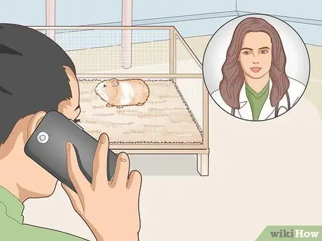 Уход за морской свинкой с ушной инфекцией Шаг 7