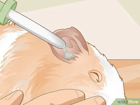 Уход за морской свинкой с ушной инфекцией Шаг 8