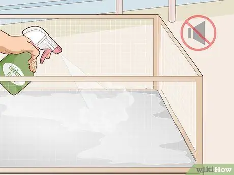 Уход за морской свинкой с ушной инфекцией Шаг 9