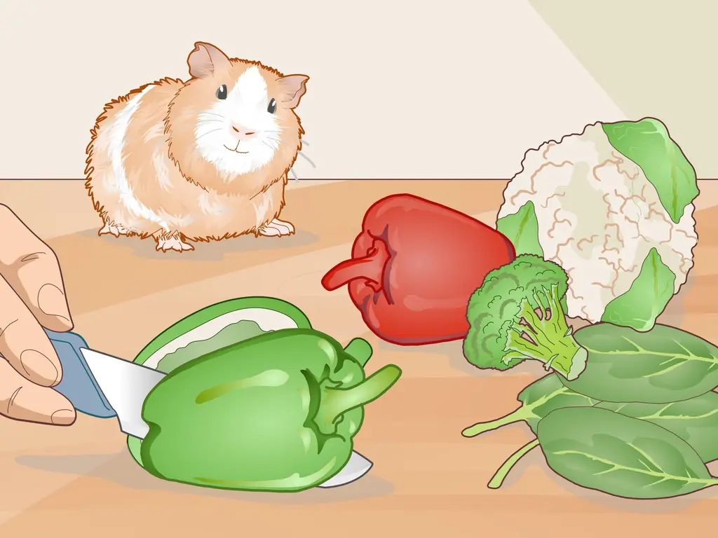 Как ухаживать за морской свинкой с ушной инфекцией: 14 шагов