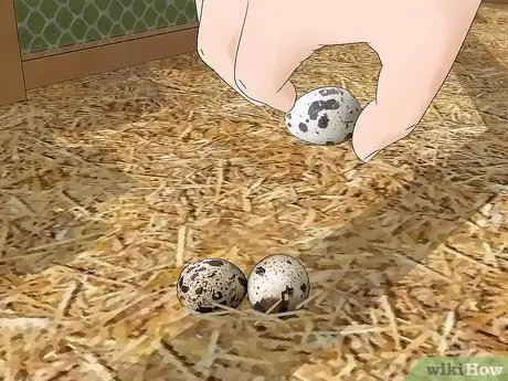 Уход за азиатским перепелом Шаг 10