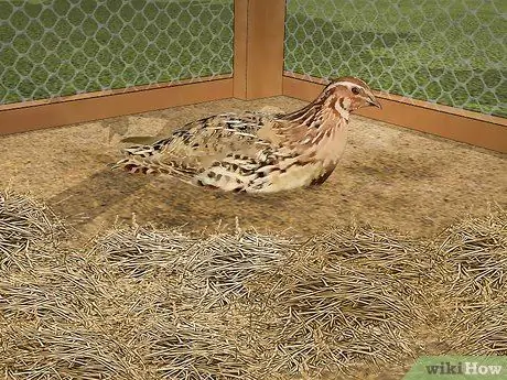 Уход за азиатским перепелом Шаг 12