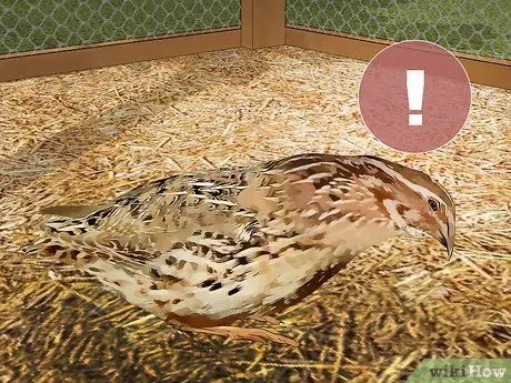 Уход за азиатским перепелом Шаг 13