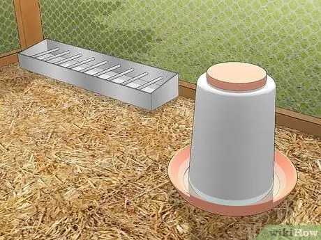 Уход за азиатским перепелом Шаг 4