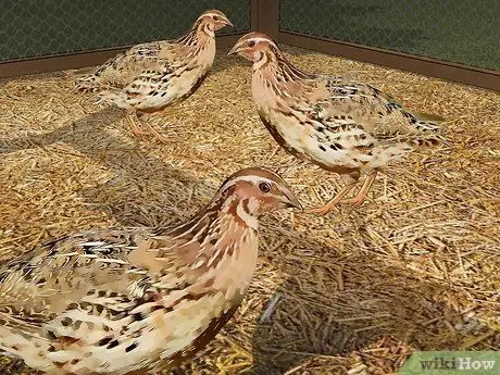 Уход за азиатским перепелом Шаг 5