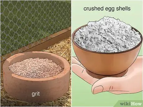 Уход за азиатским перепелом Шаг 7