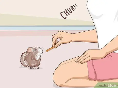 Научите свою морскую свинку приходить по вызову Шаг 16