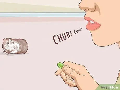 Приучите свою морскую свинку приходить по вызову Шаг 18