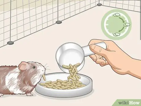 Научите свою морскую свинку приходить по вызову Шаг 3