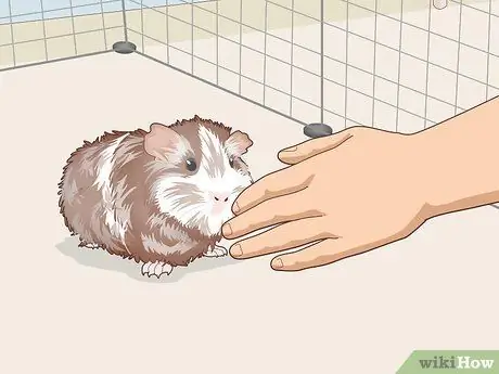 Научите свою морскую свинку приходить по вызову Шаг 5