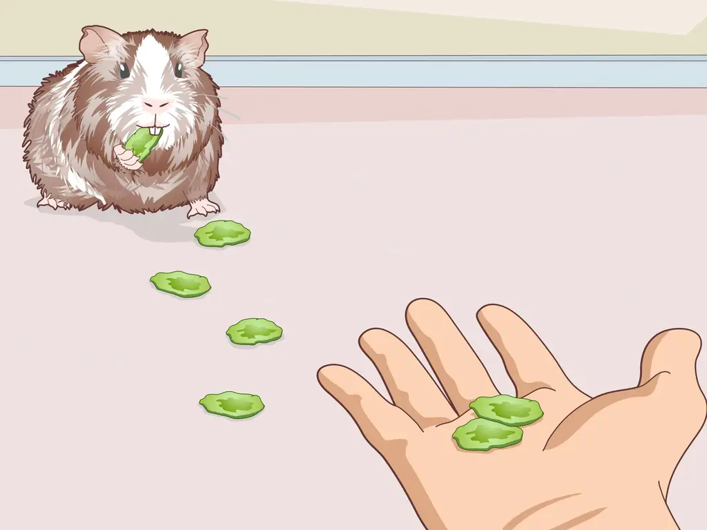 Как научить свою морскую свинку приходить, когда ее зовут (с иллюстрациями)