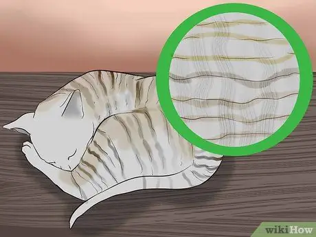 Определить корниш-рекса Шаг 1