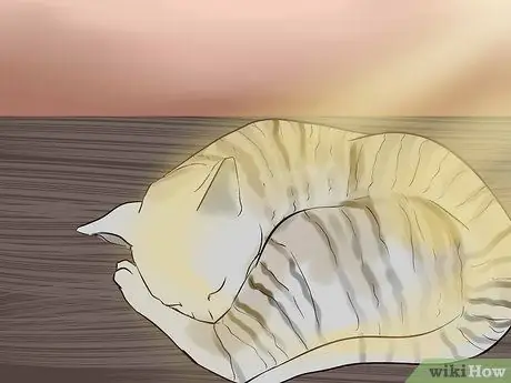 Определите корниш-рекса. Шаг 11