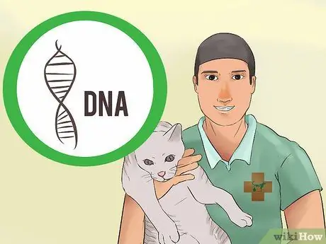 Определите корниш-рекса. Шаг 13