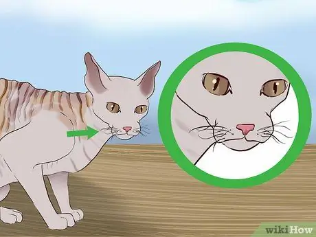 Определите корниш-рекса. Шаг 5