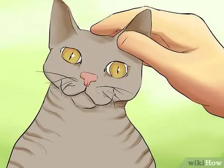 Определить корниш-рекса Шаг 9