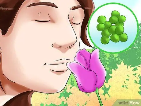 Ешьте тюльпаны Шаг 7