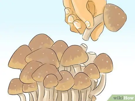 Получите кальций, будучи веганом Шаг 9