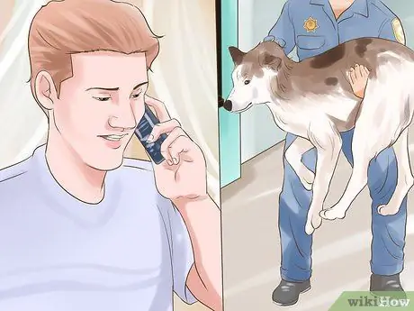 Проверка запретов на породу собак, шаг 3