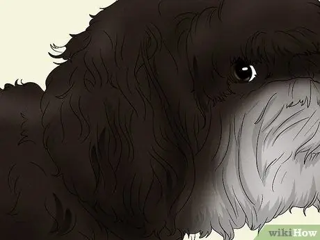 Определите гаванский шаг 3