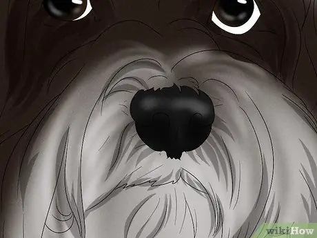 Определите гаванский шаг 4