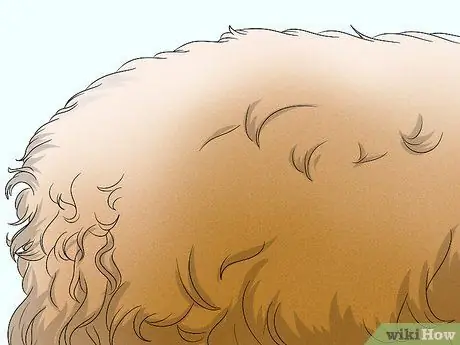 Определите гаванский шаг 7