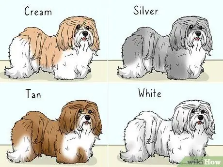 Определите гаванский шаг 8