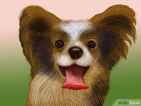 Определение папийона Шаг 10