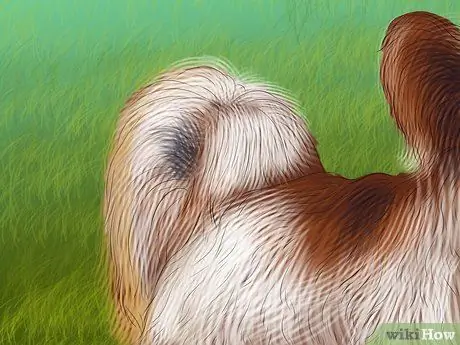 Определение папийона Шаг 7