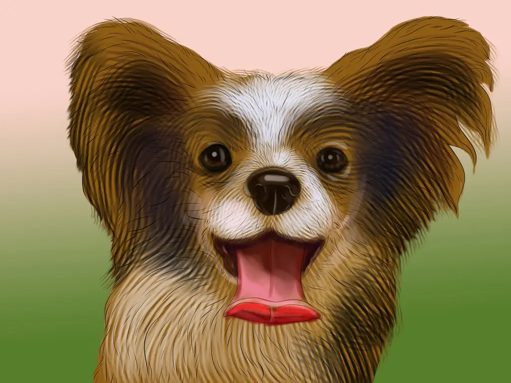 Как определить папийон: 11 шагов (с изображениями)