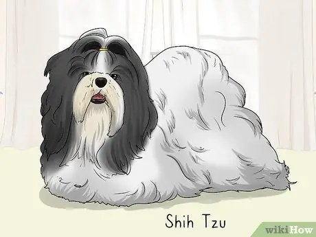 Определить пекинеса Шаг 14