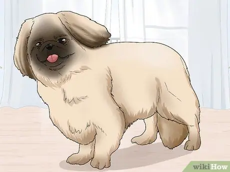 Определить пекинеса Шаг 5