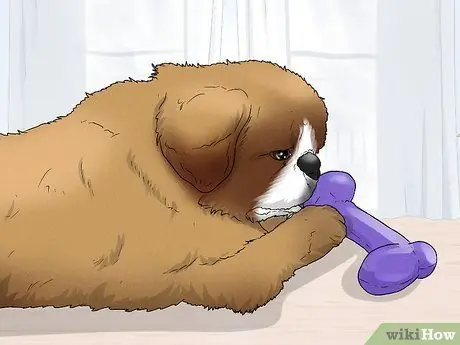 Определить пекинеса Шаг 11