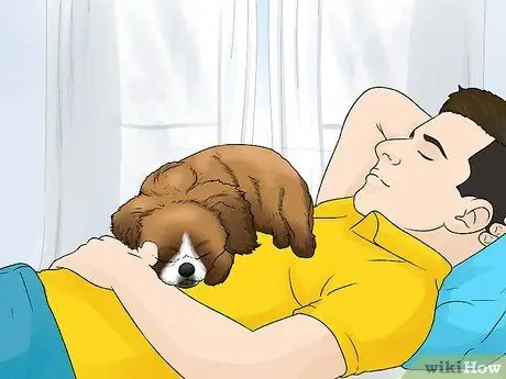 Определить пекинеса Шаг 13