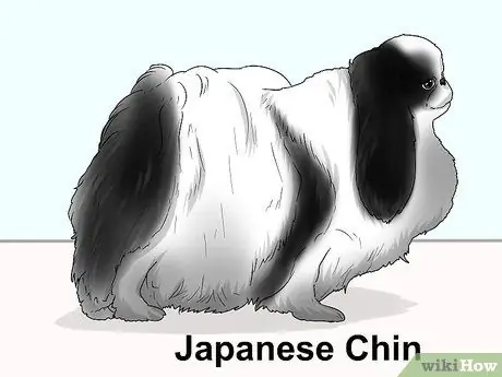 Определить пекинеса Шаг 16