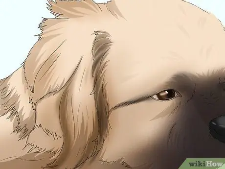 Определить пекинеса Шаг 2