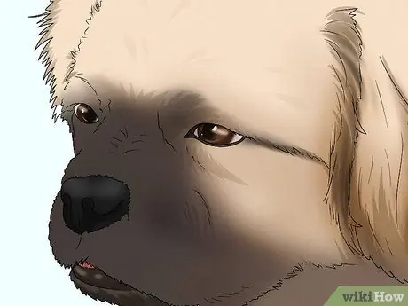 Определить пекинеса Шаг 3