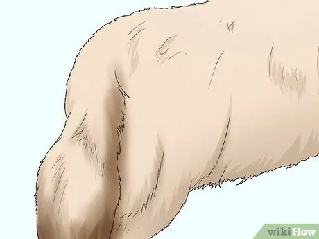 Определить пекинеса Шаг 4